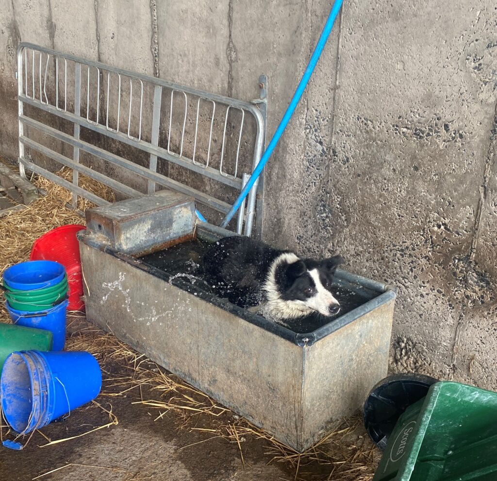 Hannah, the sheep dog is in the trough cooling down