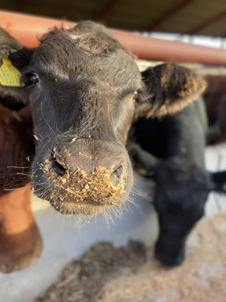 Cow feeding close-up at Bairnkine Farm