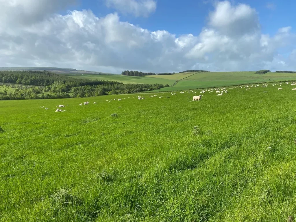 Flock of sheep grazing at Farbank, Bairnkine Farm