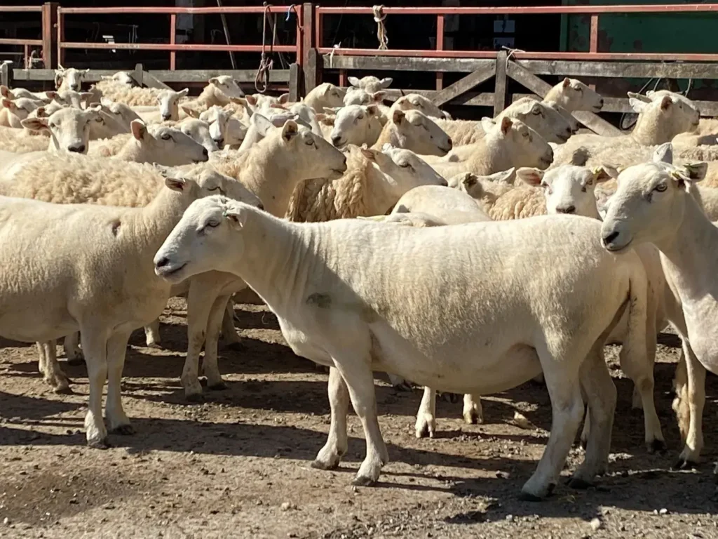 Flock of wool-shedding sheep in the pens at Bairnkine Farm